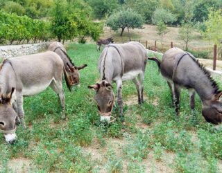 Ezels grazen op de ezelboerderij in Montenegro