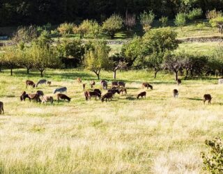 Ezels in het groen op de ezelboerderij