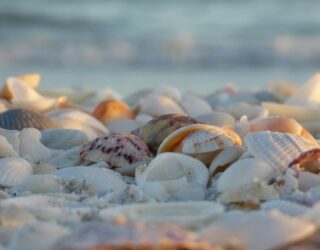 Schelpen op het strand van Sanibel