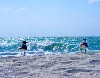 Meeuwen op het strand van Sanibel