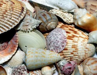 Grote schelpen op het strand van Sanibel