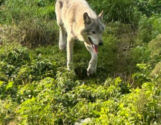 overnachten tussen de wolven in safaripark Canada