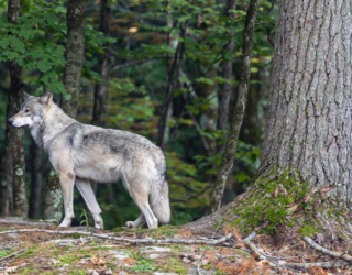 Bezoek de wolven in Canada met de kinderen