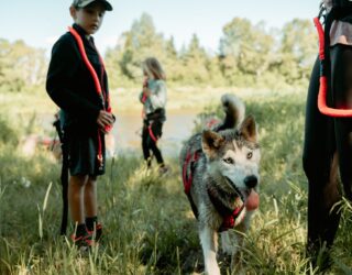 Met de kinderen op avontuur met husky's in het bos