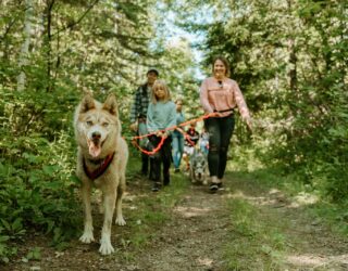 Op avontuur met husky's in het bos