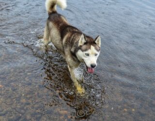 Husky in het water in Canada