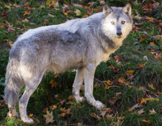 wolf in Canada