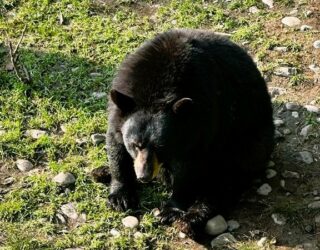 Beer in safaripark Canada