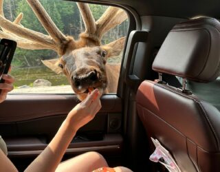 tiener voedert hert in safaripark Canada