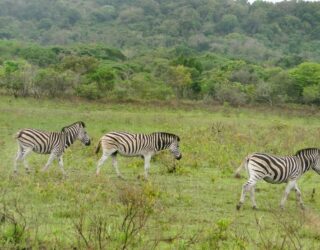 Mountainbiken tussen de zebra's in Swaziland