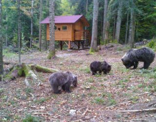 Beren spotten in Kroatië vanuit een uitkijkhut met kinderen