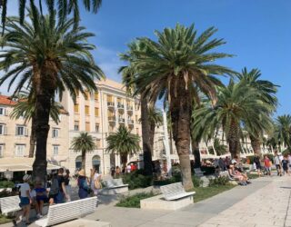 Palmbomen in Split