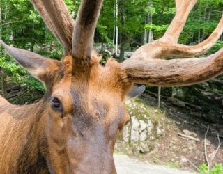 Herten voederen in safaripark Canada