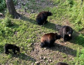 Beren in safaripark Canada