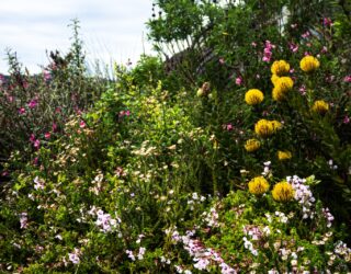 Bloemen in Featherbed Nature Reserve