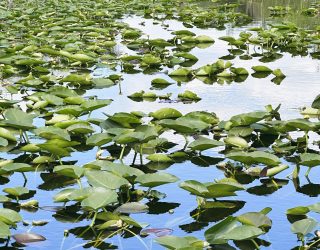 Lelies in Everglades National Park