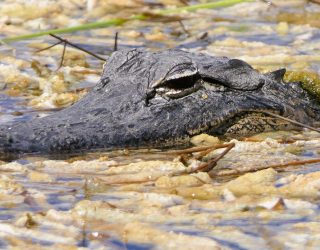 Krokodil in Everglades National Park