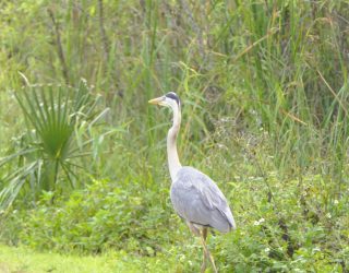 Vogel in Everglades National Park