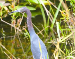 Reiger in Everglades National Park