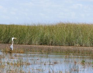 Vogel spotten in Everglades National Park
