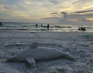 Dolfijn op het strand in Clearwater