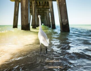 Vogel aan het strand in Naples Florida