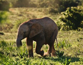 Baby olifant in Addo Elephant Park