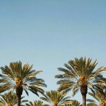 Palmbomen in Orlando
