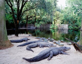 Krokodillen en schildpadden in Busch Gardens Florida