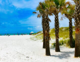 Palmbomen aan Clearwater Beach in Florida