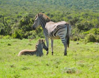 Zebra's in Addo Elephant Park