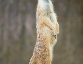 Meerkat in Busch Gardens Florida