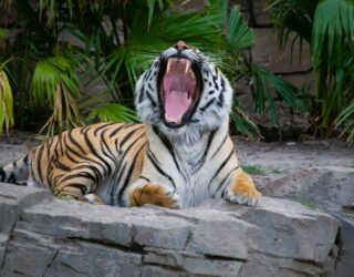 Tijger in Busch Gardens Florida