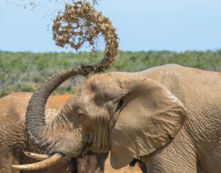 Olifantendouche Addo Elephant Park