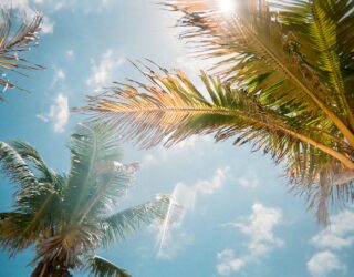 Palmbomen op het strand in Naples Florida