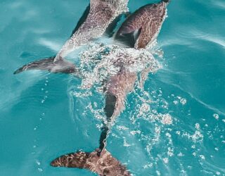 Dolfijnen zwemmen in Florida