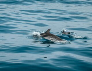 Dolfijn mama en kind zwemmen in Florida