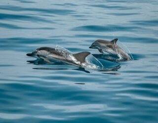 Race op zee met de dolfijnen
