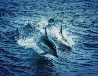 Dolfijnen racen in Florida