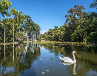 Zwaan in Fort Lauderdale