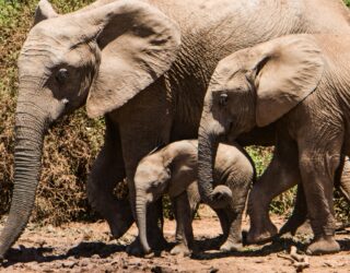 Olifanten in Addo Elephant Park