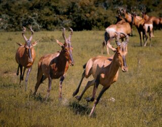 Antilopes in Addo Elephant Park