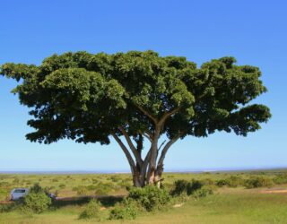 Baobab in Addo Elephant Park