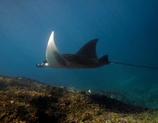 Mantaroggen in Lembongan