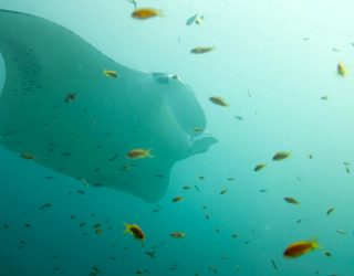 Snorkelen tussen mantaroggen Lembongan