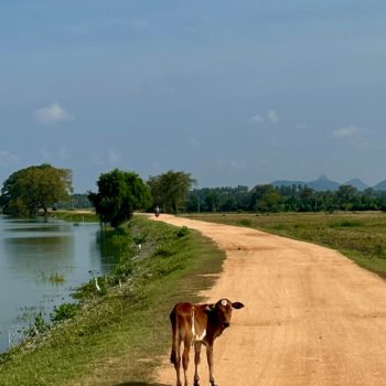 Dier op landweg in Weerawila
