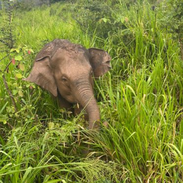 Olifant in Minneriya National Park