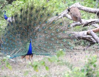 Pauw in Yala