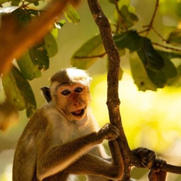 Aapje in Yala National park