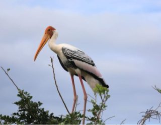 Vogelsoort in Yala Park
